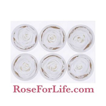 Coffret de 6 Roses Jaunes Stabilisées 5/6cm roses éternelles 2