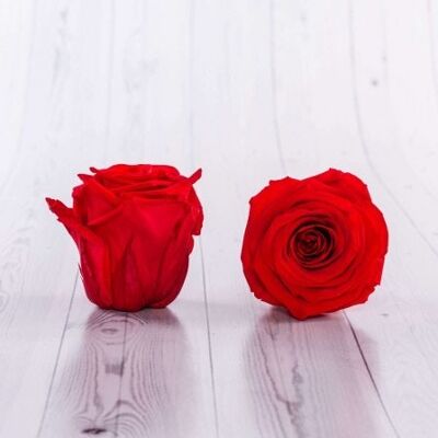 Schachtel mit 6 konservierten roten Rosen 5/6 cm