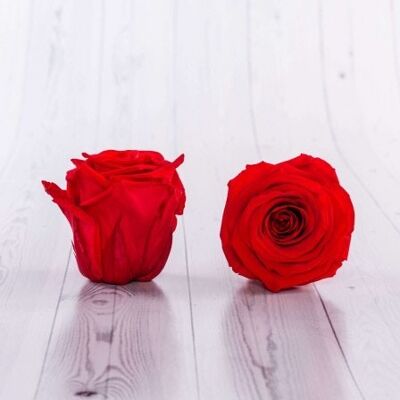 Scatola 6 Rose Stabilizzate Rossa 5/6cm