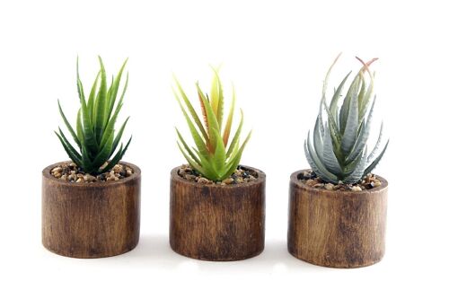Set of Three Bark Effect Pot and Succulent