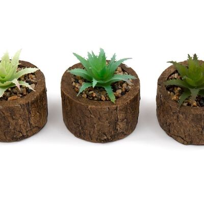 Bark Effect Pot e Succulente