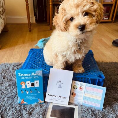 Kit zur Adoption eines neuen Hundes: Pfotenabdruck-Stempel und 2 „Forever Home“-Karten