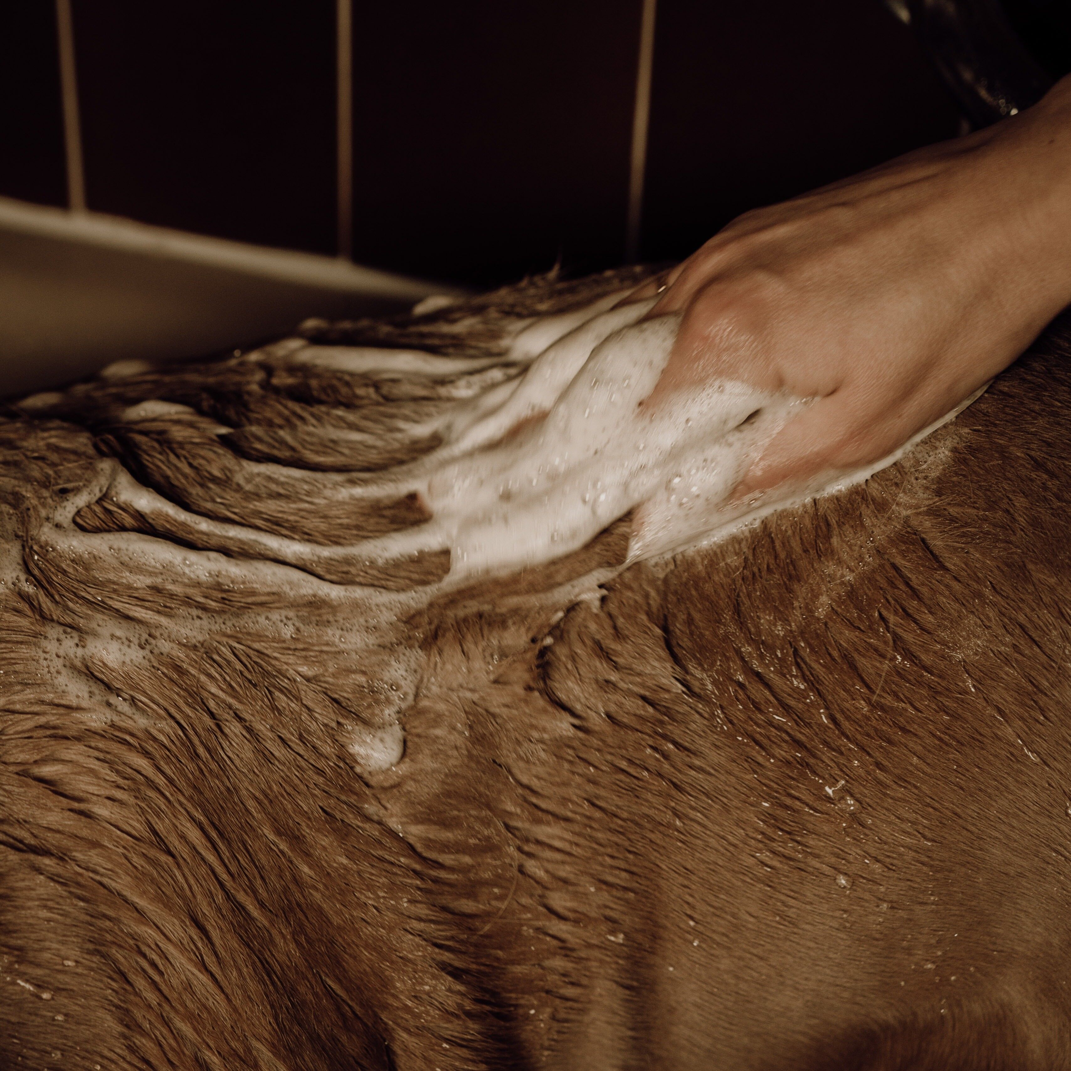 Shampoing pour chien poudre moussante - Nellumbo