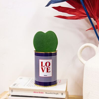 Valentine's Day gift - Hoya Kerrii plant in pot - LOVE