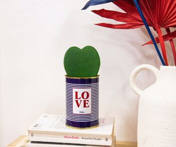 Cadeau Saint-Valentin - Plante Hoya Kerrii en pot - LOVE 1