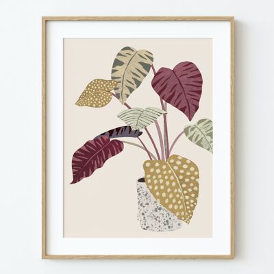 ART PRINT "plante d'intérieur" -différentes tailles