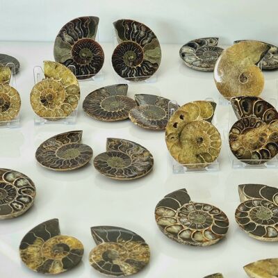 Paire de fossiles d'ammonite