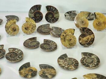 Paire de fossiles d'ammonite 1