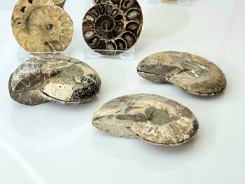 Paire de fossiles d'ammonite 3