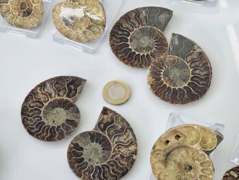 Paire de fossiles d'ammonite 4