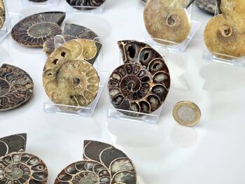 Paire de fossiles d'ammonite 5