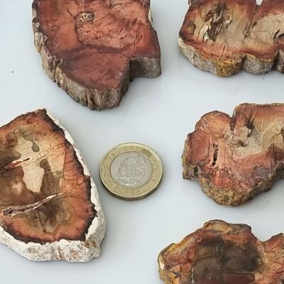 Fossile Holzscheibe, einzigartige Wohnkultur