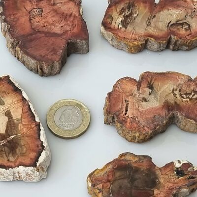 Fossil Wood Slice Unique Home Decor