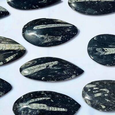 Orthoceras Fossil Decorative Stone