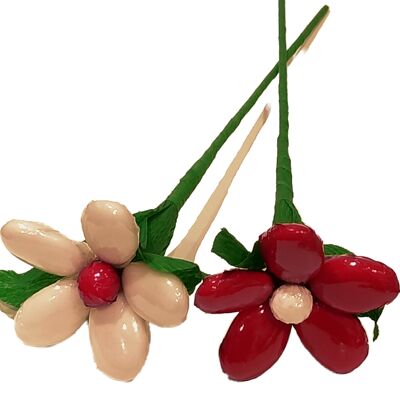 Small red and white daisy