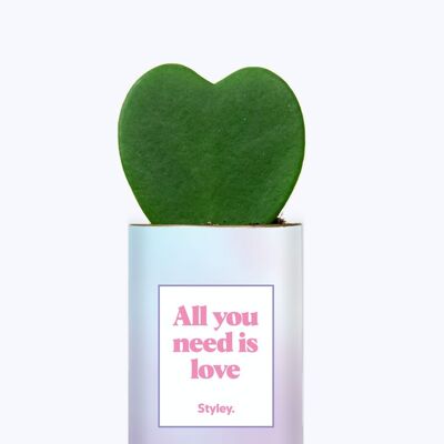 Edición limitada Día de San Valentín - Planta Hoya Kerrii en maceta - Todo lo que necesitas