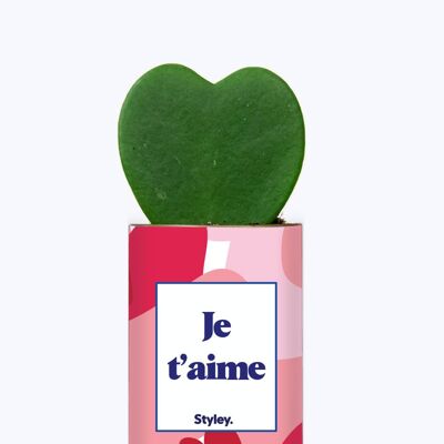 Limitierte Auflage zum Valentinstag – Topfpflanze Hoya Kerrii – Liebe