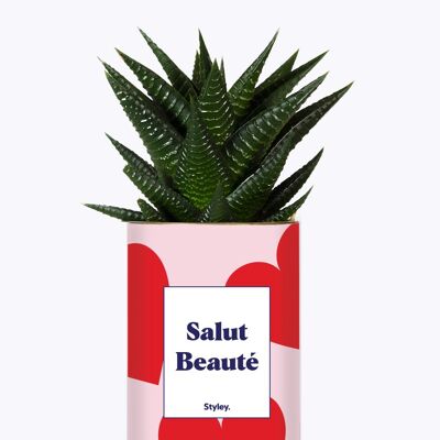 Plante - Salut beauté