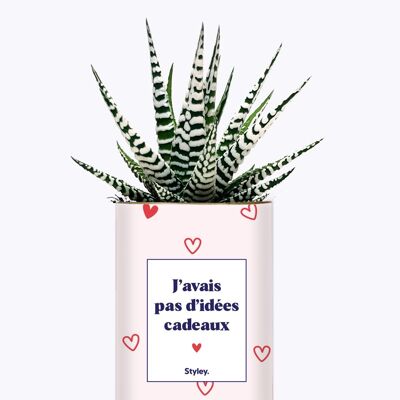 Planta - Regalo de San Valentín