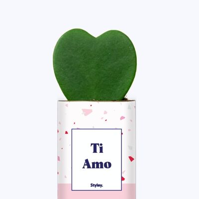 Limited Edition Valentinstag – Topfpflanze Hoya Kerrii – Ti Amo