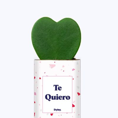 Edición limitada del día de San Valentín - Planta Hoya Kerrii en maceta - Te Quiero