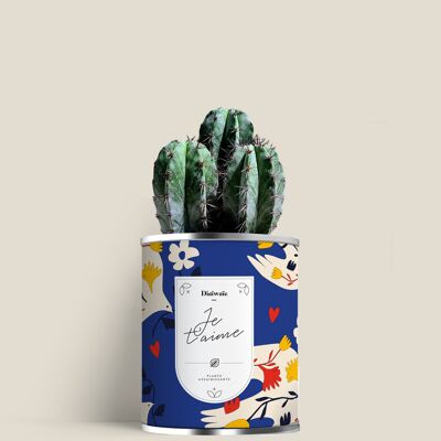 Je t'aime Mini cactus