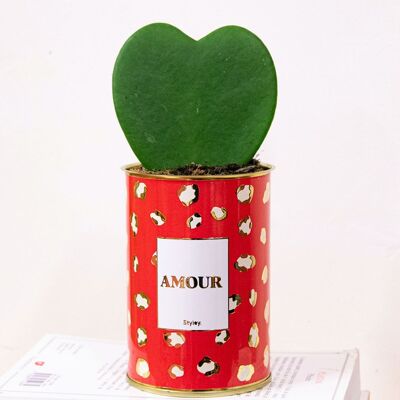 Valentinstags-Special – Hoya Kerrii-Pflanze in einem Topf – LIEBE