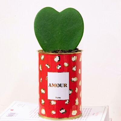 Spéciale Saint-Valentin - Plante Hoya Kerrii en pot - AMOUR