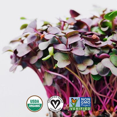 Almohadillas de semillas de superalimento Microgreen de Ingarden | 100% orgánico | Totalmente crecido en 1 semana | Densidad de nutrientes 2150% mayor que las verduras | Suministro de 1 mes | mezcla de rábano