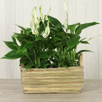 Panier en paille avec anse pour planter, 27 x 16 x 9cm, marron, 753497