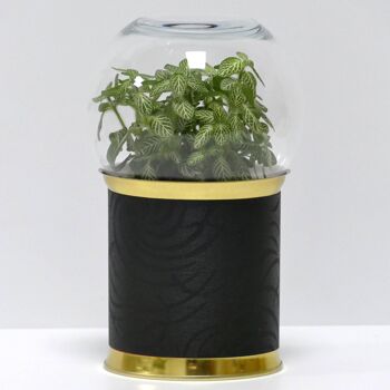 Terrariums - Pack de 12 modèles à choisir 5