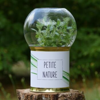 Terrariums - Pack de 12 modèles à choisir 4