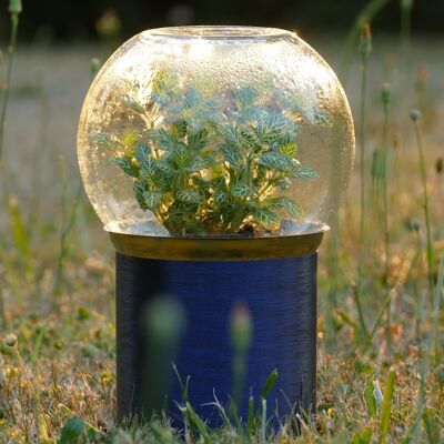 Terrariums - Pack of 12 models to choose from
