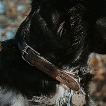 Collier pour chien en cuir No Fuss - Pierre - Raccords en acier inoxydable 2