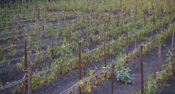 Tomates cerises Piennolo semi-séchées dans l'huile du Vésuve DOP 3