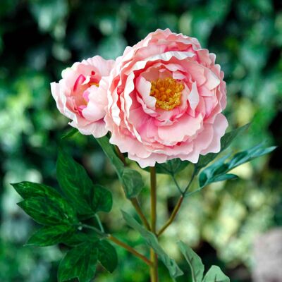 Pivoine soufflée rose avec bourgeon