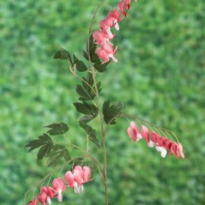 Cuori sanguinanti rosa