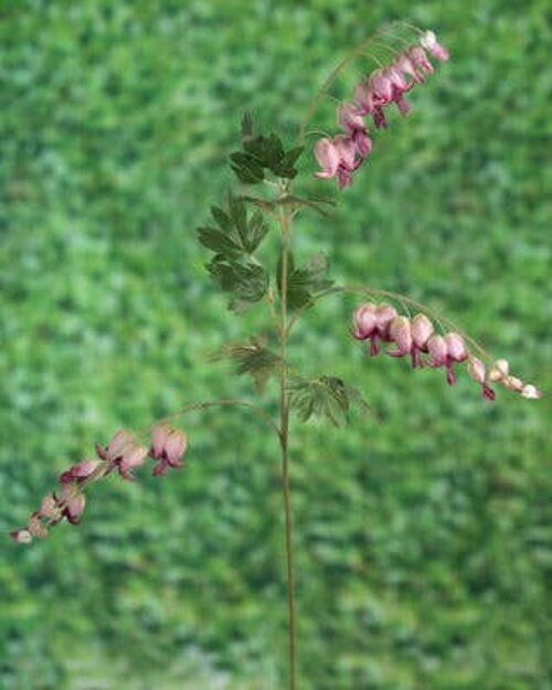 Faux Mauve Bleeding Hearts