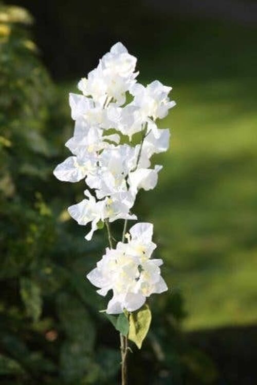 White Bougainvillea