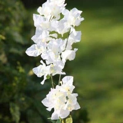 Weiße Bougainvillea