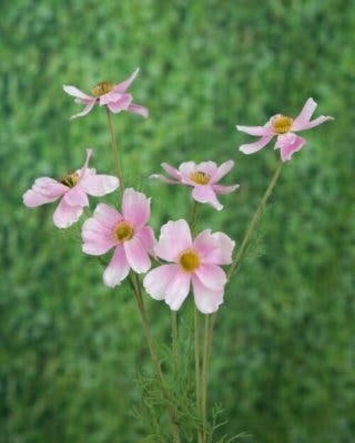 Faux Pale Pink Cosmos Daisy
