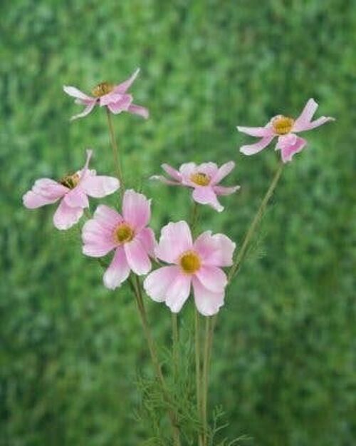 Pale Pink Cosmos Daisy