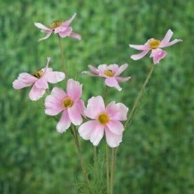 Faux Pale Pink Cosmos Daisy