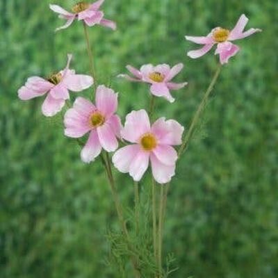 Pale Pink Cosmos Daisy