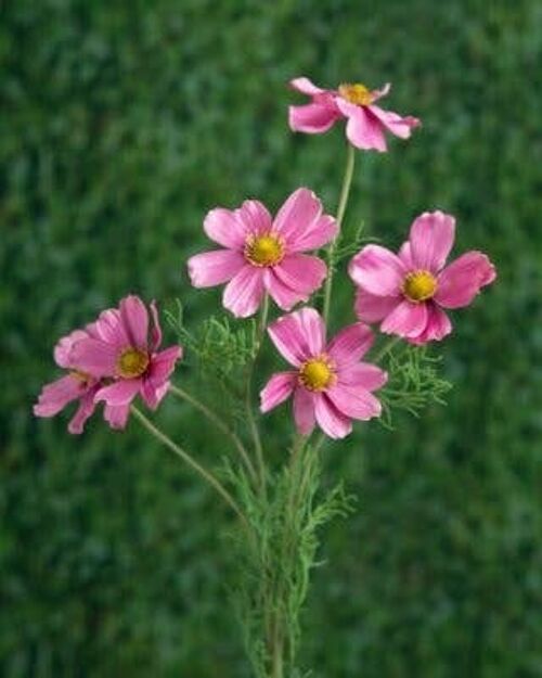 Faux Dark Pink Cosmos Daisy