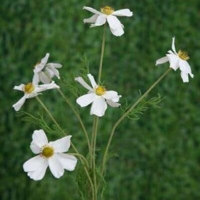 Margarita blanca del cosmos