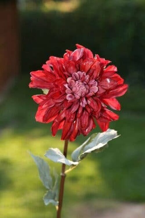 Red Dahlia