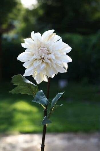 Dahlia fausse crème 1