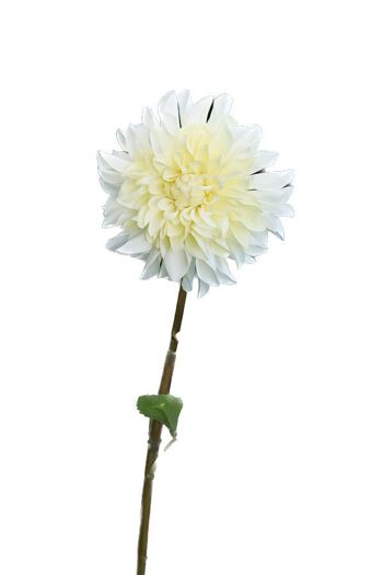 Dahlia fausse crème 2