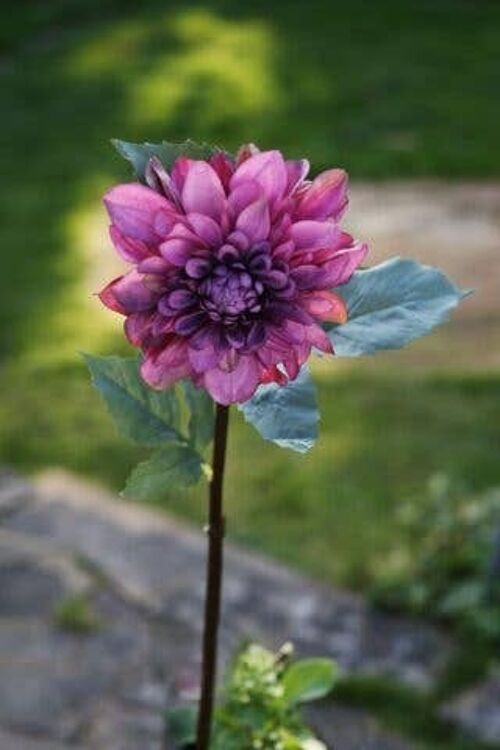 Faux Mauve Dahlia